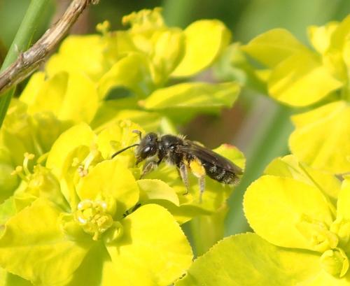 Andrena sp.